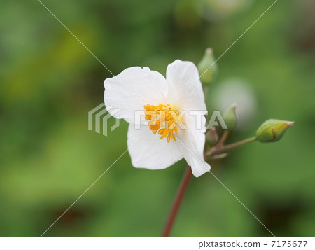 Flower of Shirayukijishi 7175677