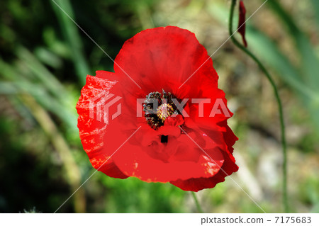 Poppy red poppy 7175683