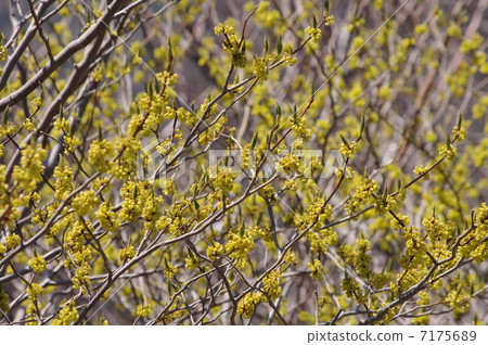 Silomoji flowers 7175689