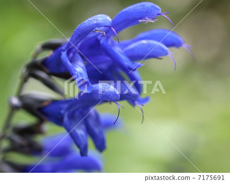 Salvia Galanica花 Salvia Galanica花 7175691