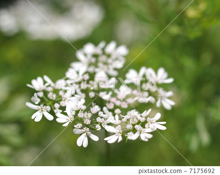 Coriendo花 Coriendo花 7175692
