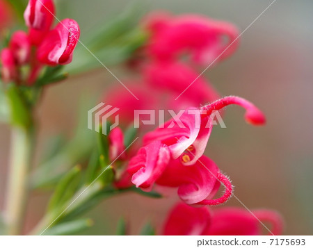 Flower of Grevirea Flower of Grevirea 7175693