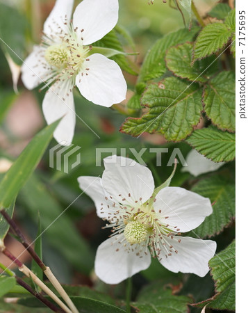 Raspberry flowers 7175695