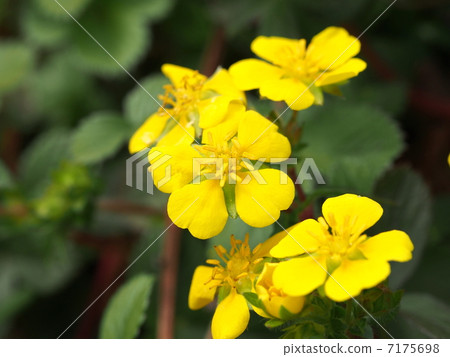 虹鱒花 虹鱒花 7175698