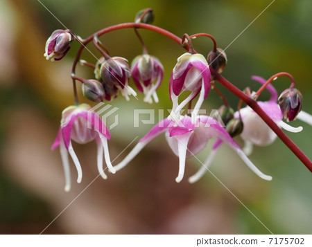 Flower of Ikarisou Flower of Ikarisou 7175702