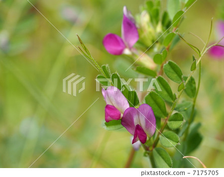 野豌豆花 野豌豆花 7175705