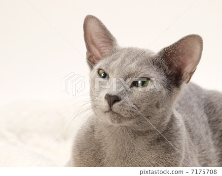 Russian Blue Russian Blue 7175708