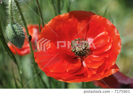Poppy red poppy 7175801