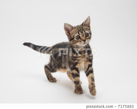 American short-hair kitten 7175883
