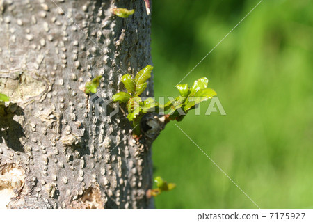 日本辣椒的芽 7175927