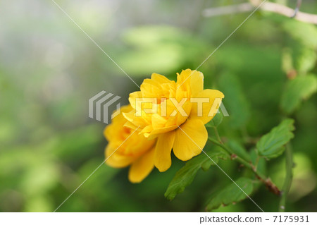 Yamaboki flowers 7175931