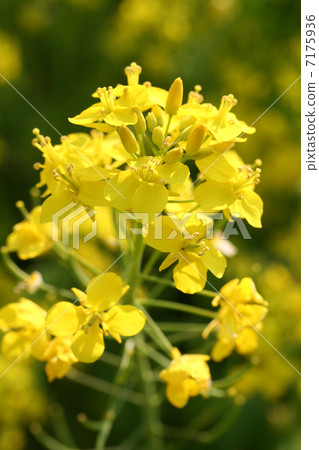 Rape blossoms Rape blossoms 7175936