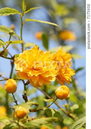 Yamaboki花 Yamaboki花 7175938
