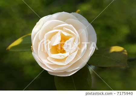 茶花 茶花 7175940