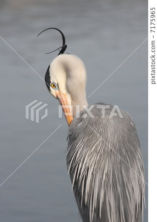 [Gray heron] 7175965