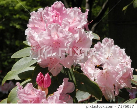 Rhododendron 7176037