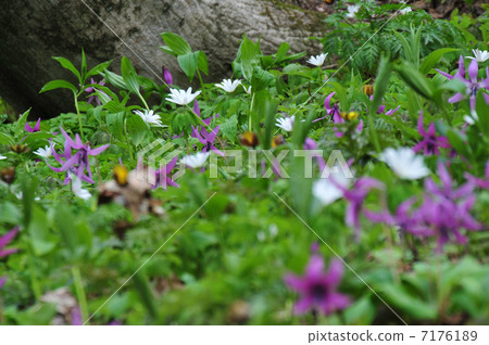 Mountain wild grass 7176189