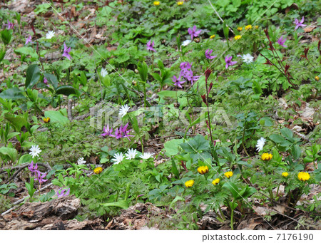 Mountain wild grass 7176190