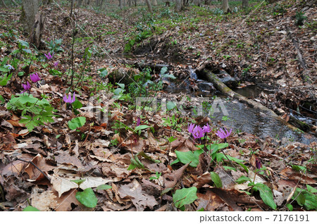 Mountain wild grass Mountain wild grass 7176191