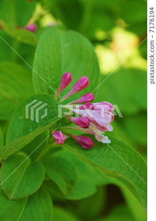 季節之花·盛開的花朵和芽以及在水稻種植時沿著山谷開花的Taniutsugi的垂直位置 7176194
