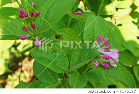 Flowers of seasons and flowers blooming along the valley at the time of rice plants 7176197