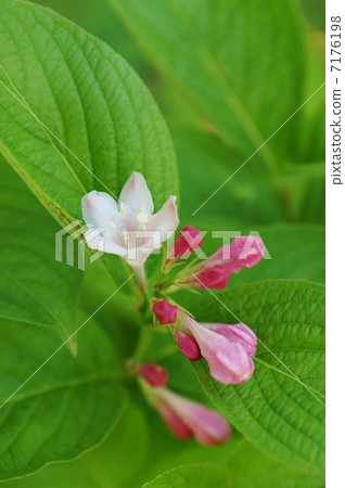 Seasonal flowers · Lively flowers and buds of Taniutsugi that blooms along the valley at the time of rice planting · Upright position up 7176198