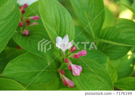 Flower of seasons · Blooming up sideways position of Taniugi's grass that blooms along the valley at the time of rice planting Flower of seasons · Blooming up sideways position of Taniugi's grass that blooms along the valley at the time of rice planting 7176199