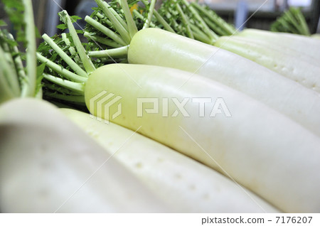 Japanese radish 7176207