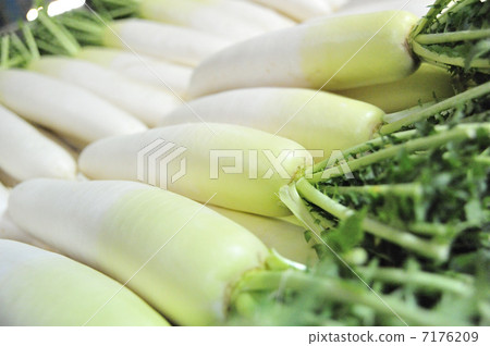 Japanese radish 7176209