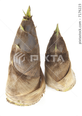 竹筍 7176223