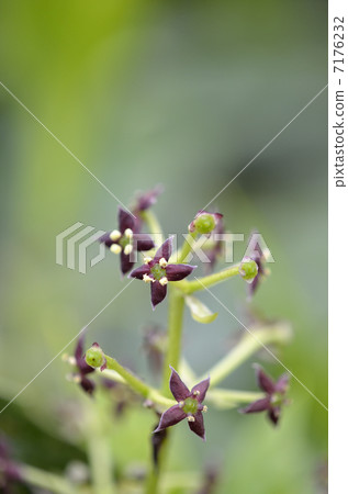 青木的花 7176232