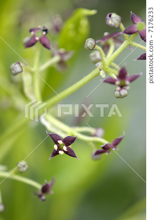 青木的花 7176233