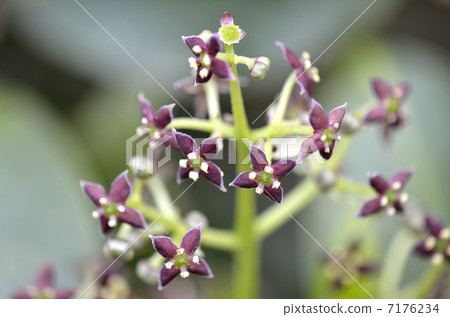 Aoki's flower Aoki's flower 7176234