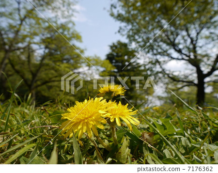  Dandelion 7176362