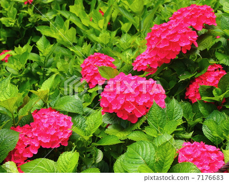 Hydrangea Hydrangea 7176683