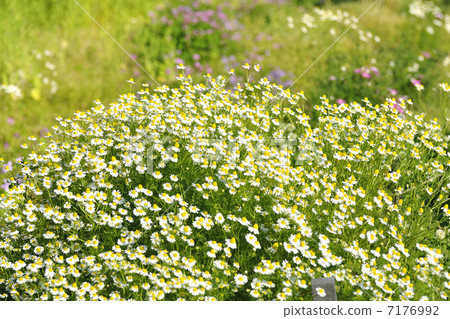 Chamomile Chamomile 7176992