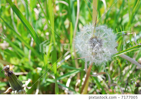 Dandelion seeds 7177005