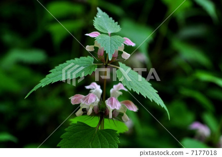 Odorikosou Odorikosou 7177018