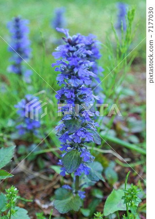 美麗的門診種類·紅色柏樹盛開的哈納花·垂直位置 7177030