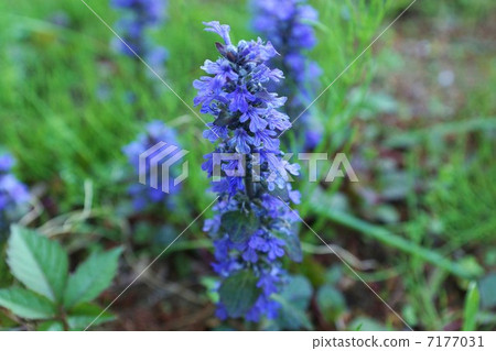 美麗的門診種類·Hanaoki·盛開的開花樹木的水平位置 美麗的門診種類·Hanaoki·盛開的開花樹木的水平位置 7177031