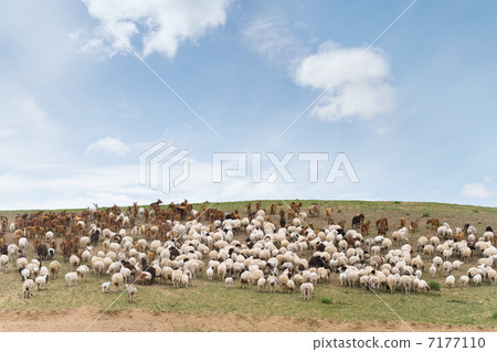 flock of sheep led by goats 7177110