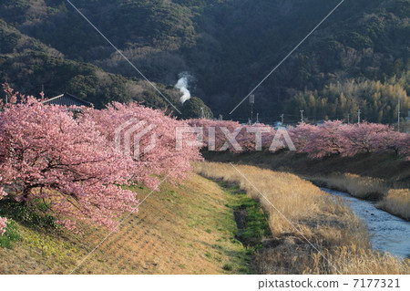 河津櫻花 河津櫻花 7177321