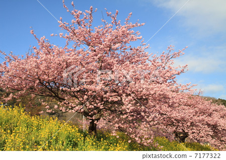 河津櫻花 河津櫻花 7177322