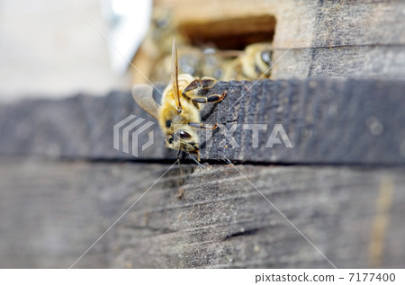 Honey bee 7177400