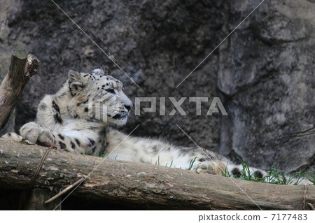 Snow leopard 7177483