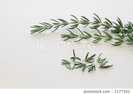 Herbal rosemary Herbal rosemary 7177562