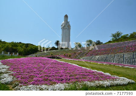 鯖魚是觀賞苔蘚樹的最佳時間 7177593