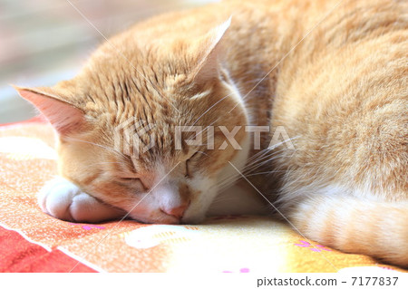 Cat  7177837