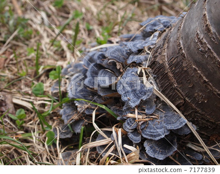 Kawaradake（上） 7177839