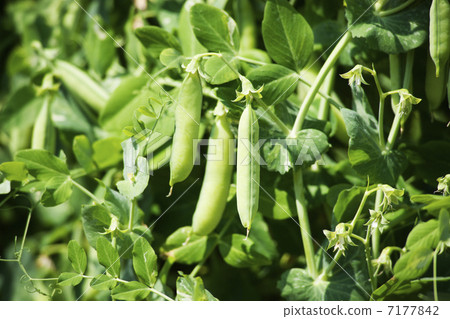 與厚實的樹Kisuji的Saya豆樹 7177842